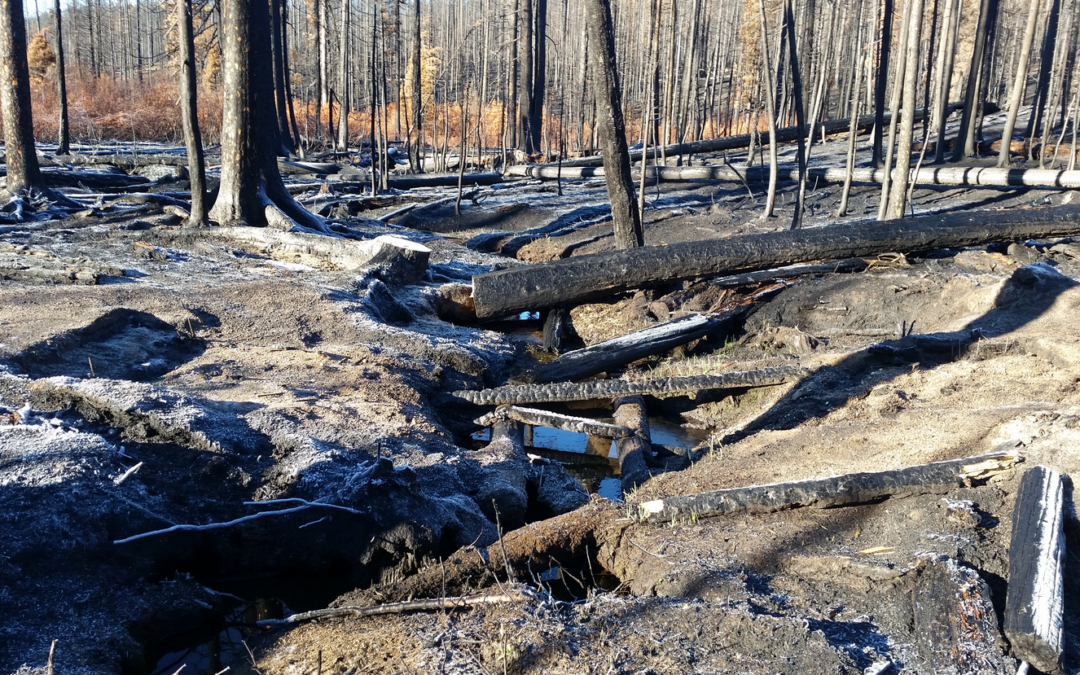 Pioneer Fire Restoration