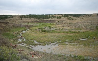 The Importance of Wetlands